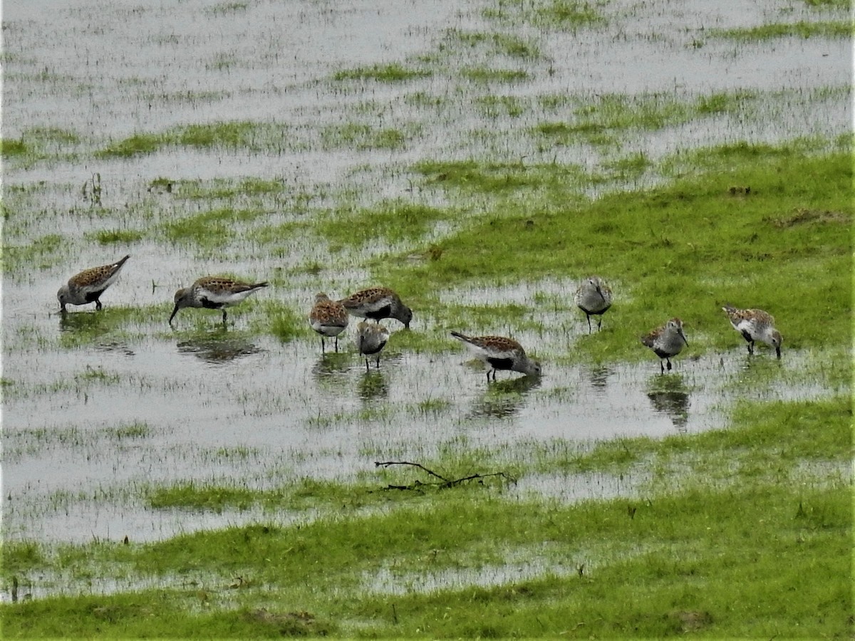 Dunlin - ML571179611