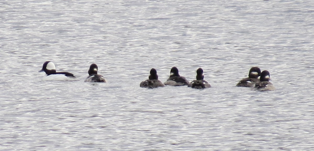 Bufflehead - Joanne N