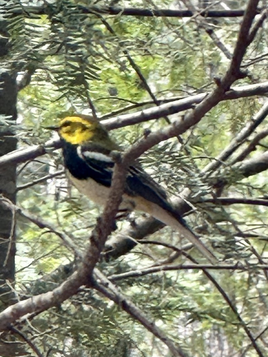 Black-throated Green Warbler - ML571180091