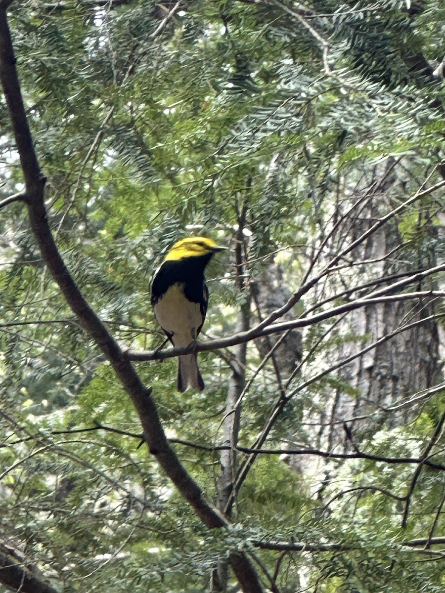 Black-throated Green Warbler - ML571180101