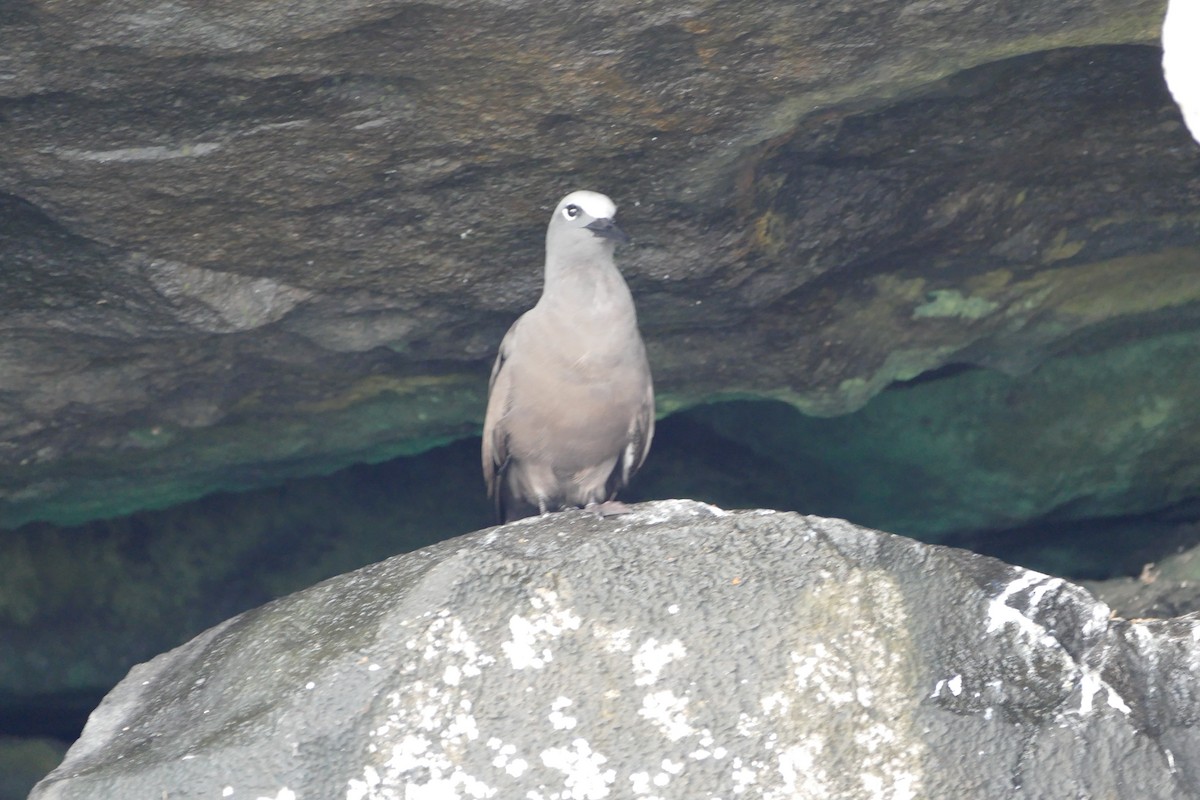 Brown Noddy - ML57118171