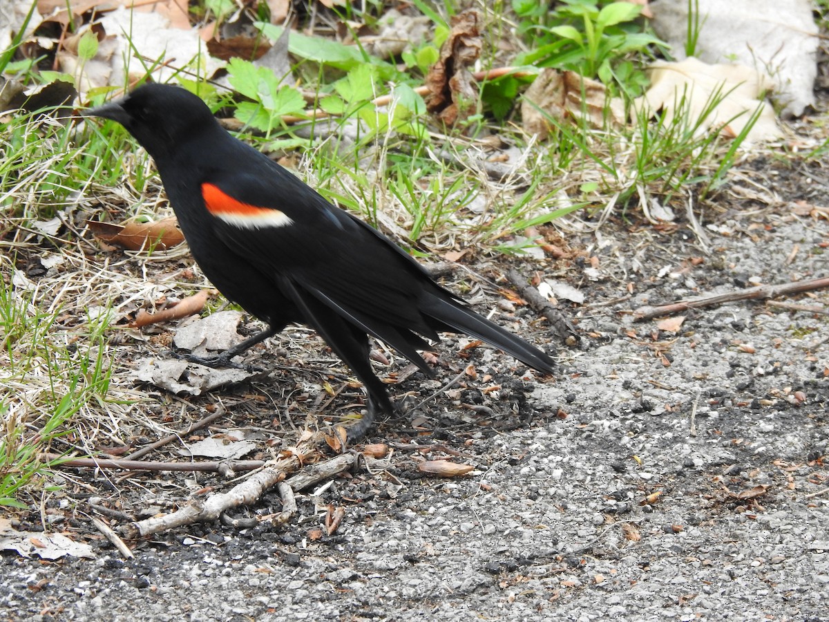 Red-winged Blackbird - ML571182671