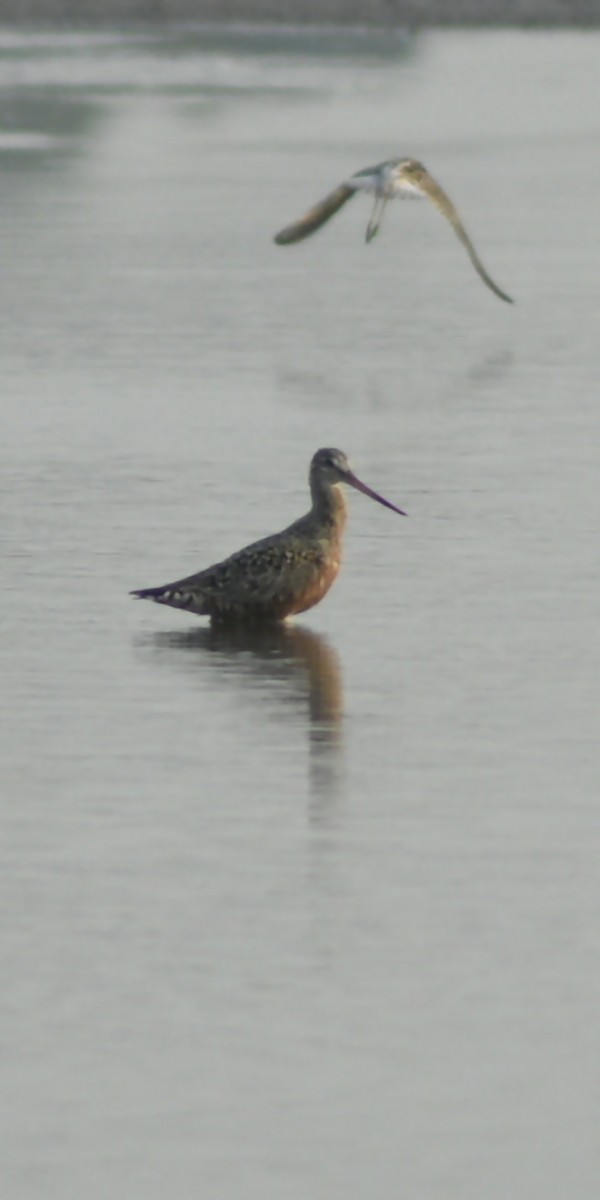 Hudsonian Godwit - ML571182681