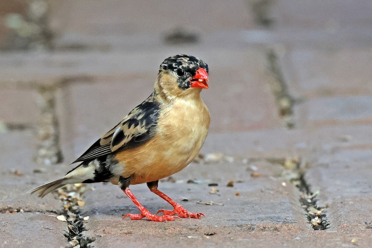 Shaft-tailed Whydah - Trevor Hardaker