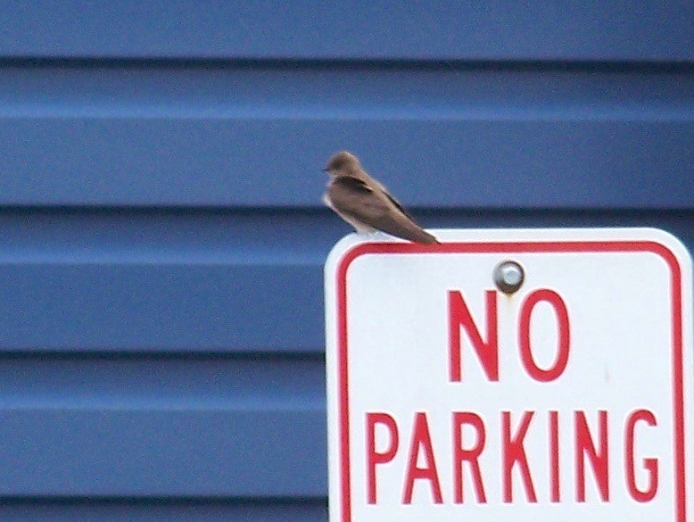 Northern Rough-winged Swallow - Martha Eisenhour