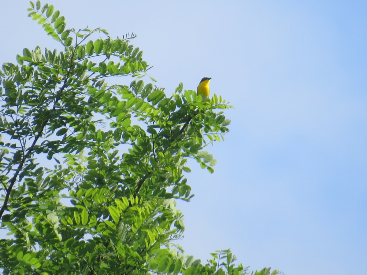 Yellow-breasted Chat - David & Jill Kaminski