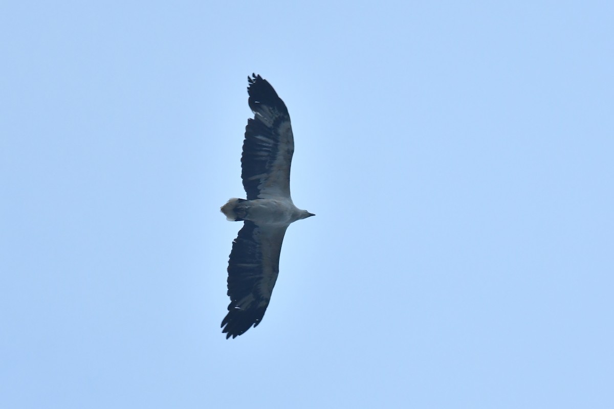 White-bellied Sea-Eagle - ML571184961