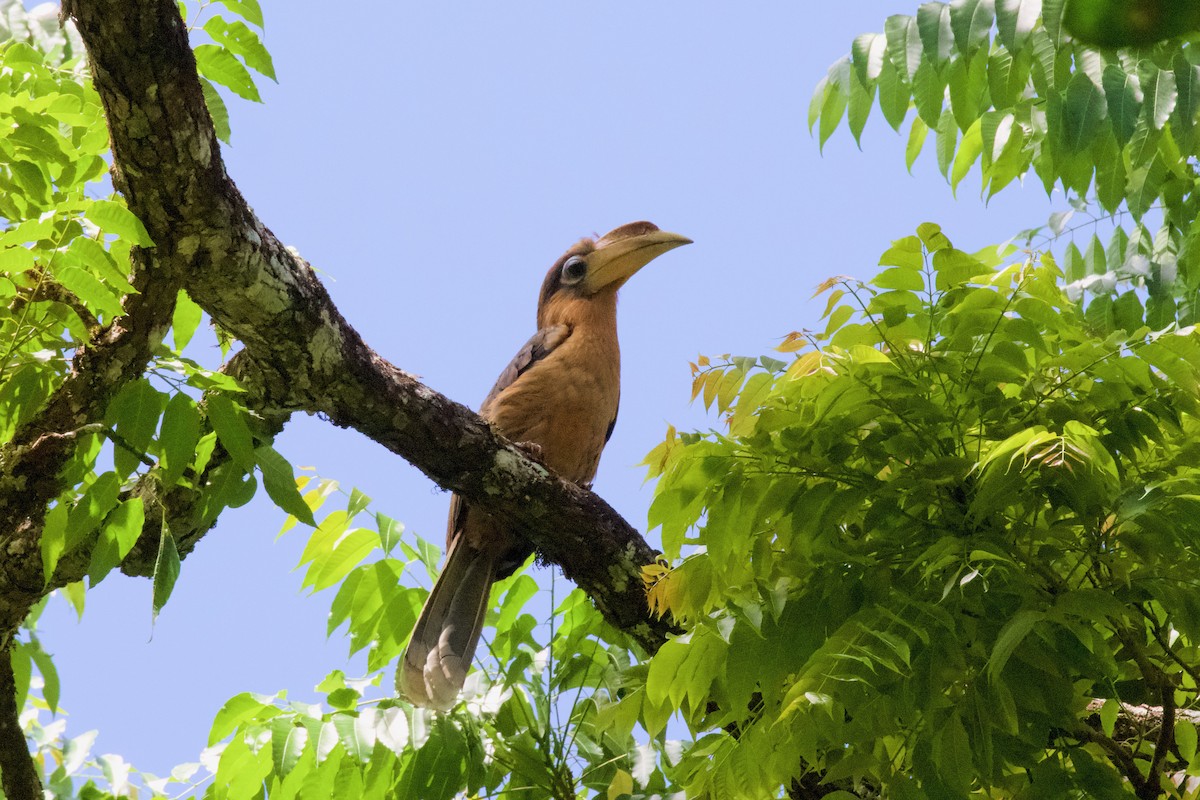 Rusty-cheeked Hornbill - ML571184971