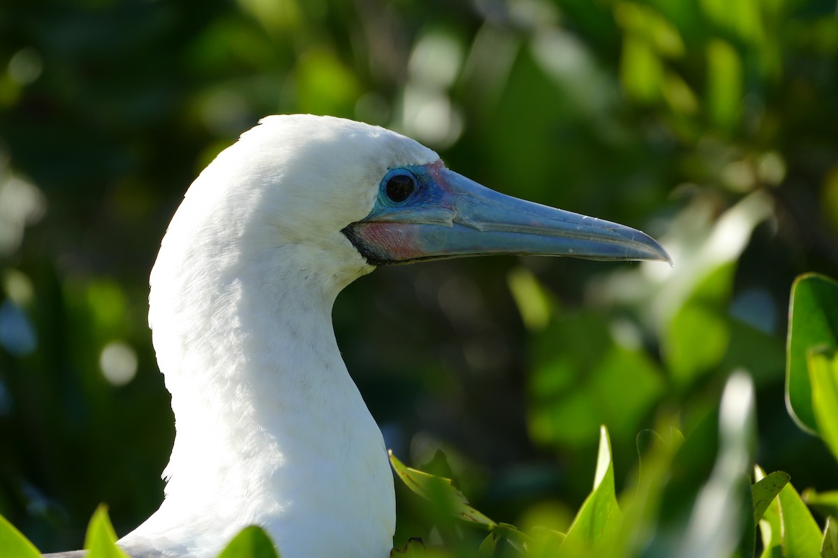 Red-footed Booby - Peter Kaestner
