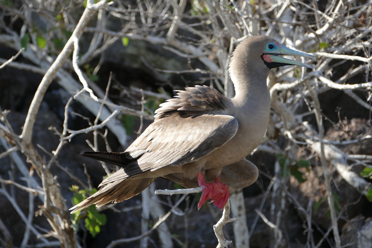 Fou à pieds rouges - ML57118531