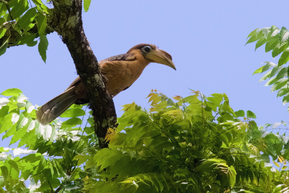 Rusty-cheeked Hornbill - ML571185391