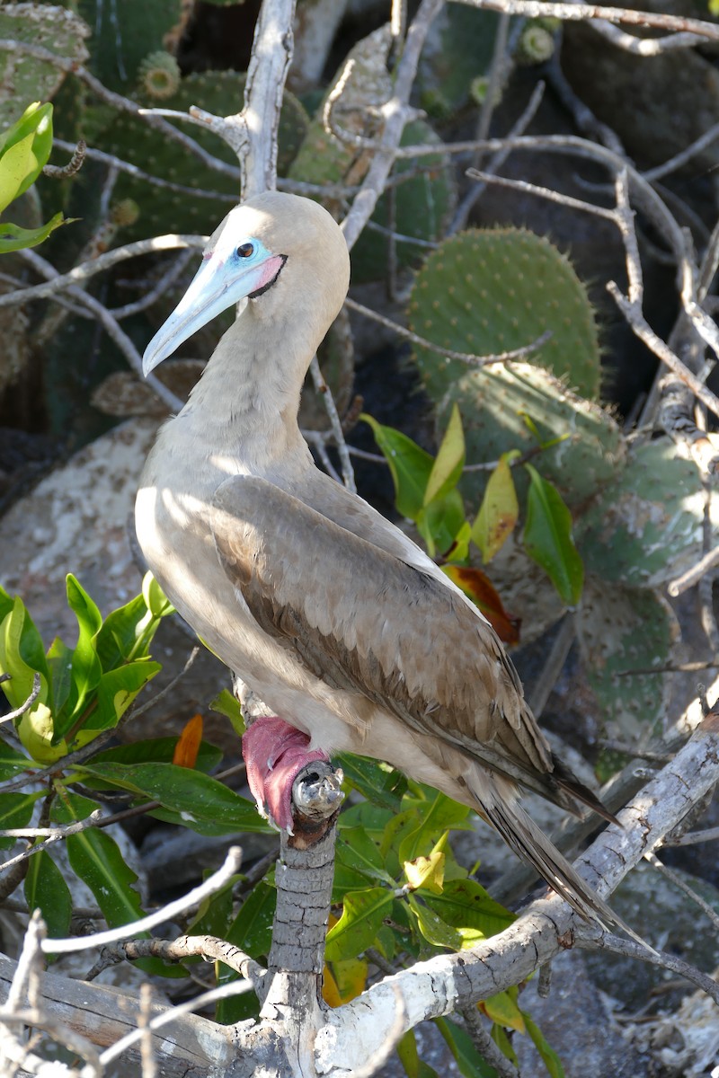 Red-footed Booby - Peter Kaestner