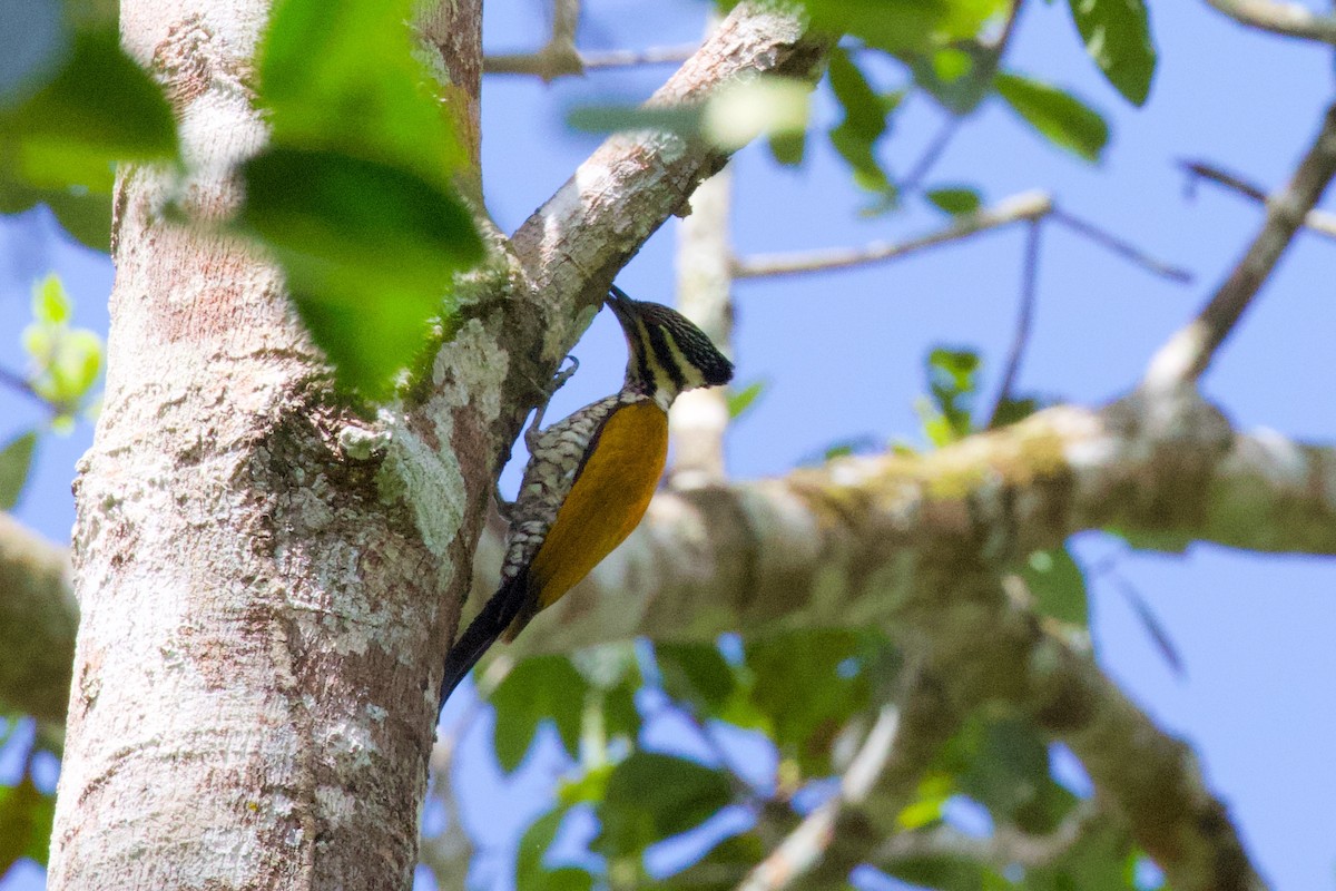 Common Flameback - ML571186211