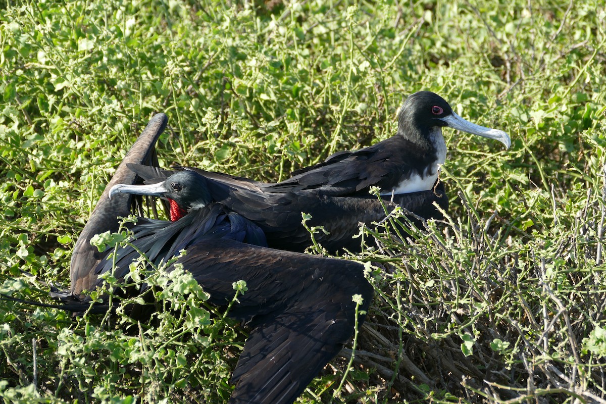 Great Frigatebird - Peter Kaestner