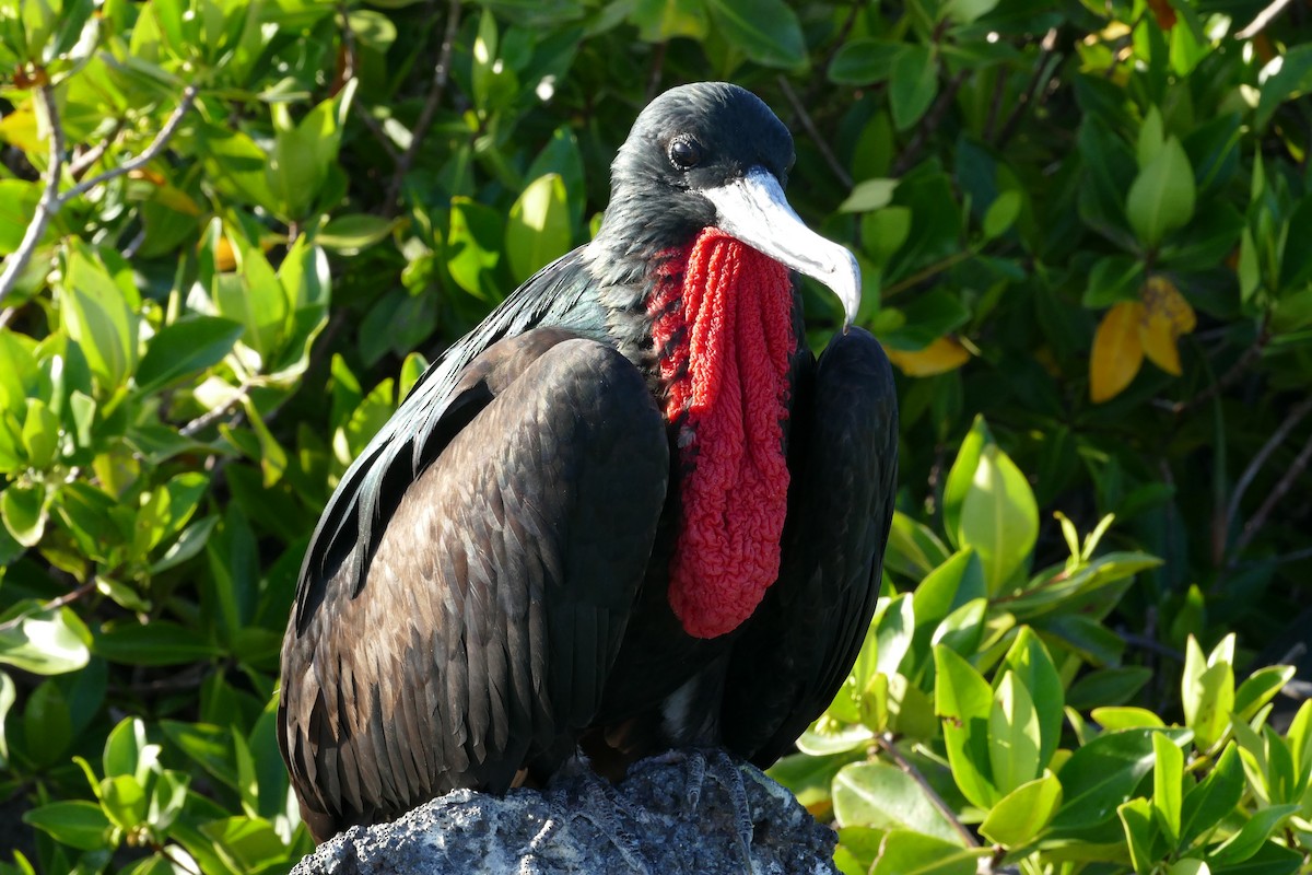 Great Frigatebird - Peter Kaestner