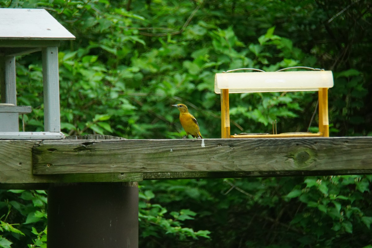 Oriole de Baltimore - ML571188171