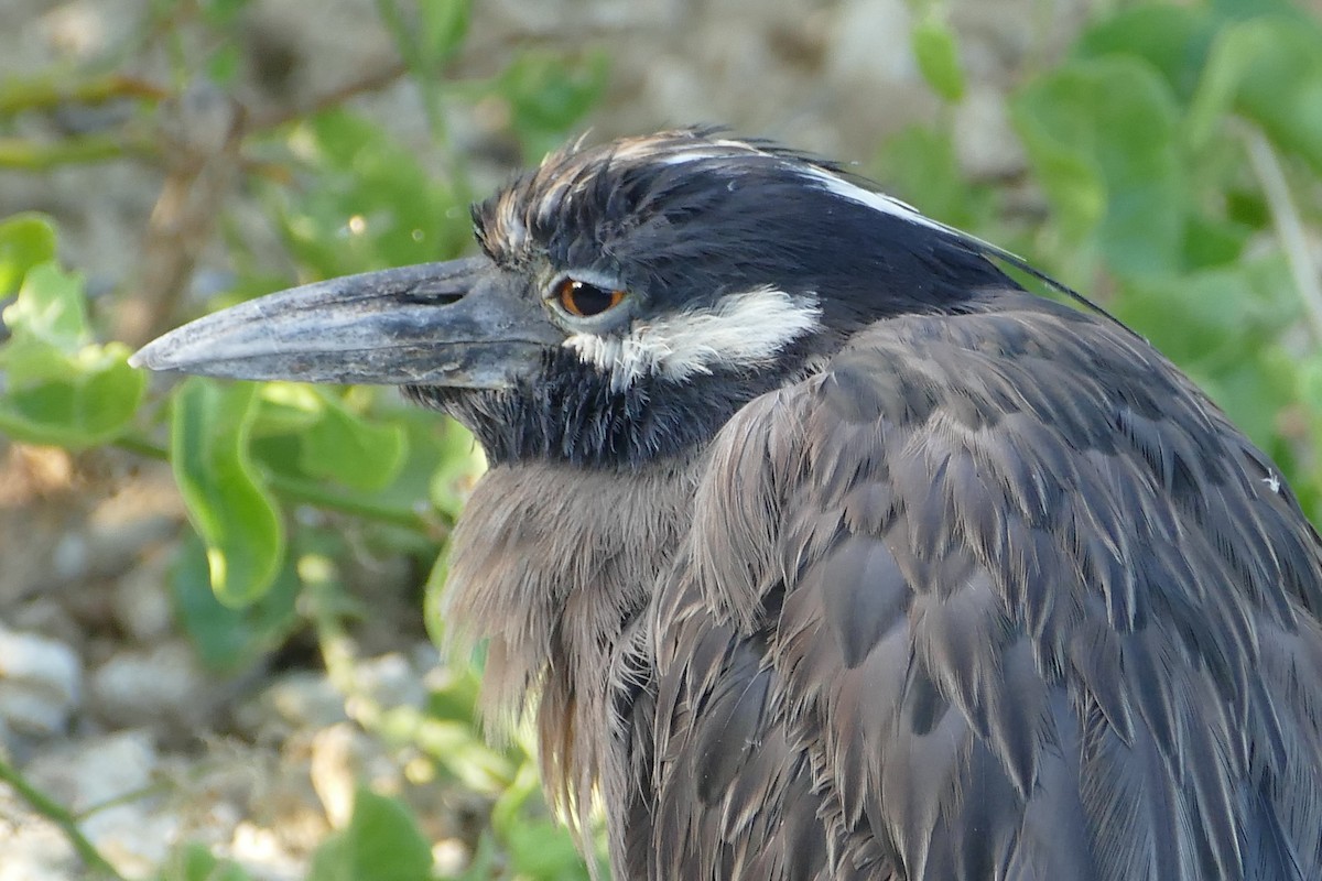 Yellow-crowned Night Heron (Galapagos) - Peter Kaestner