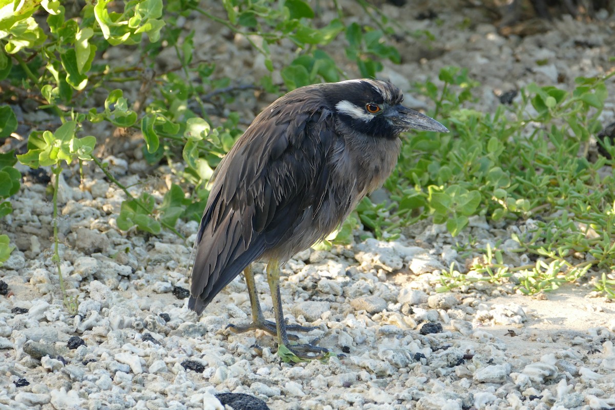 Yellow-crowned Night Heron (Galapagos) - Peter Kaestner