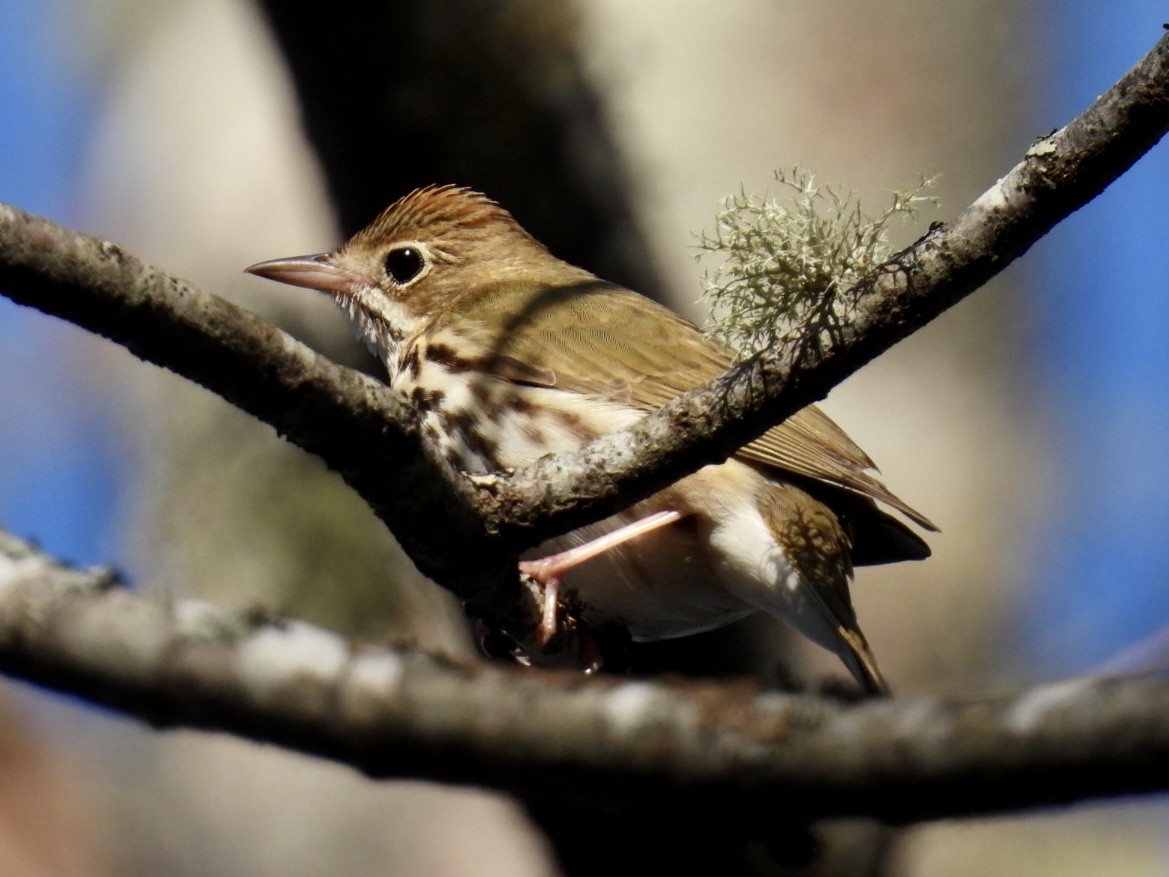 Ovenbird - ML571188741
