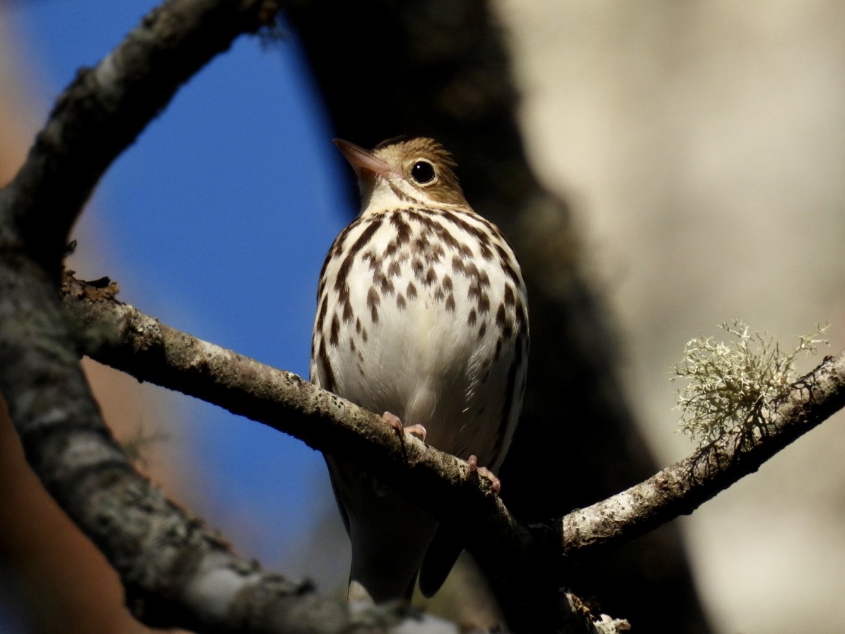Ovenbird - ML571188761