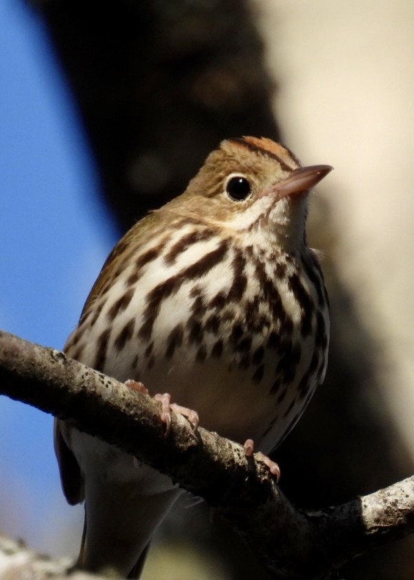 Ovenbird - ML571188781