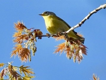 Nashville Warbler - ML571189011