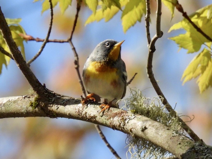 Northern Parula - ML571189131