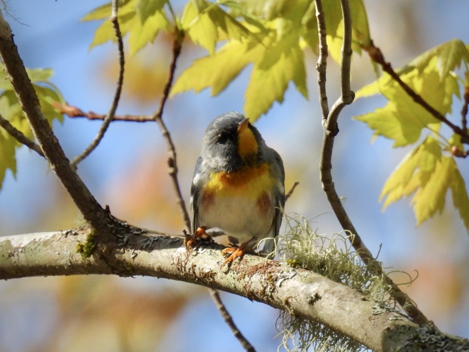 Northern Parula - ML571189141