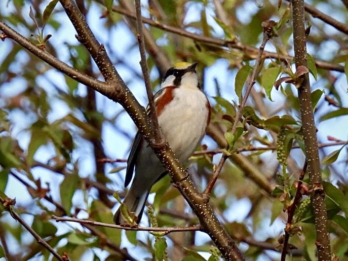Chestnut-sided Warbler - ML571189291