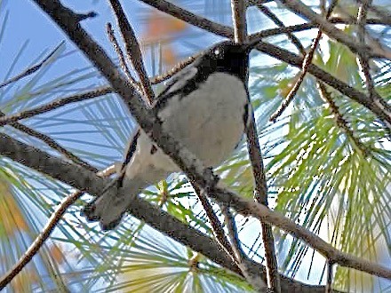 Black-throated Blue Warbler - ML571189351