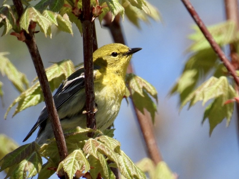 Pine Warbler - ML571189431