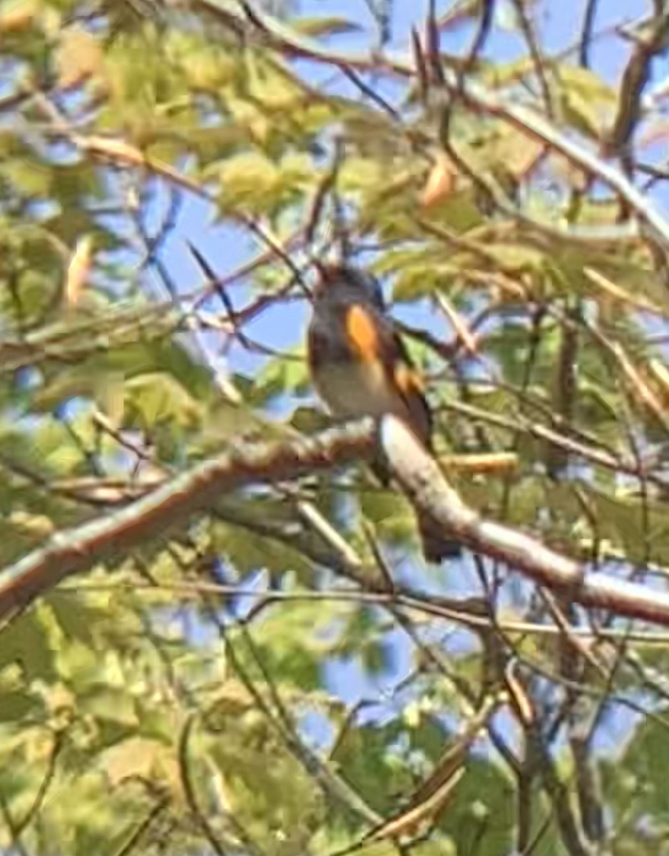 American Redstart - ML571189751