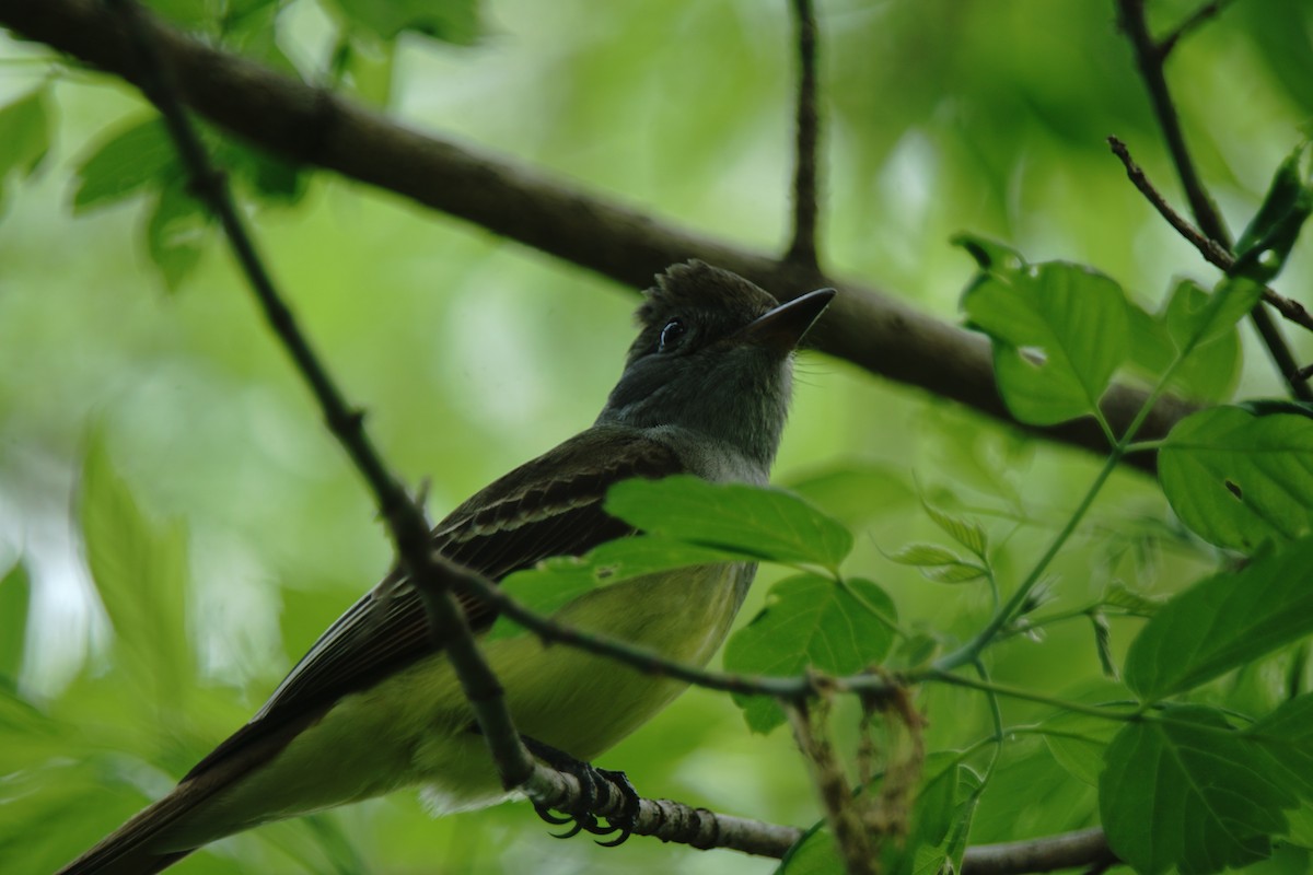 Great Crested Flycatcher - ML571190861