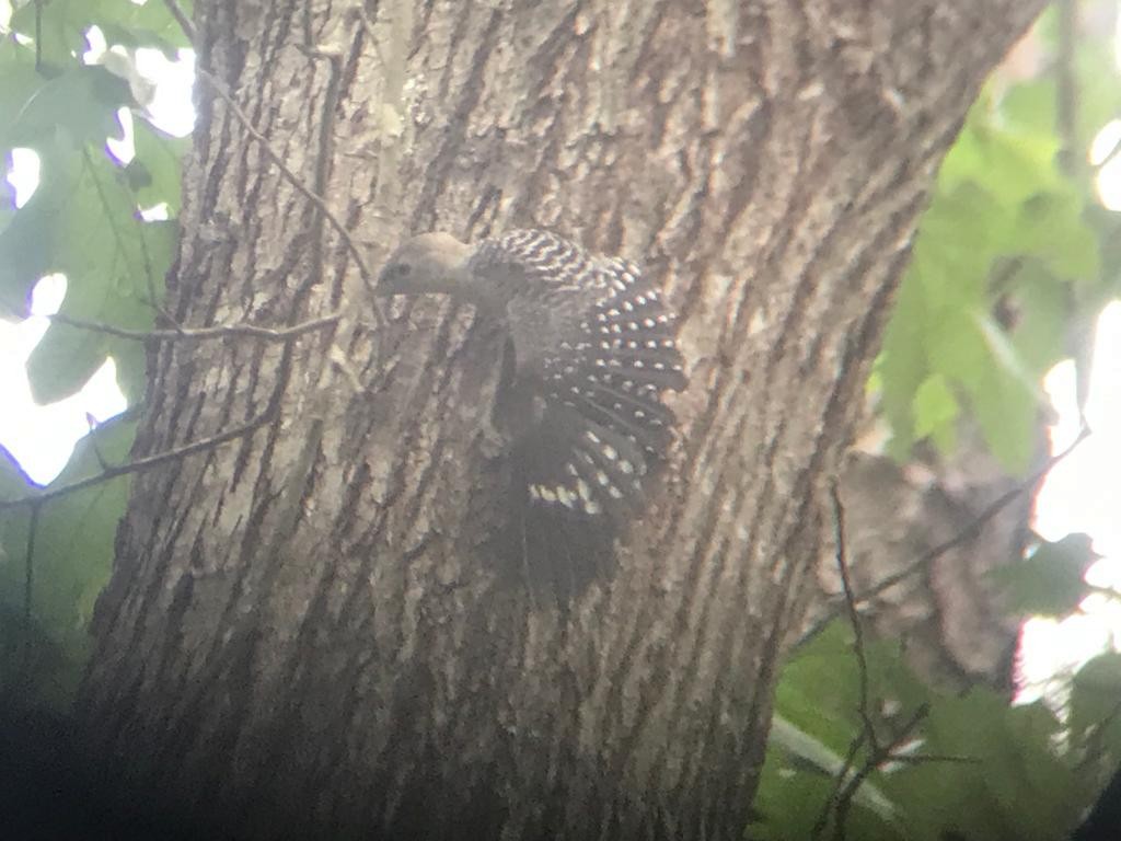 Red-bellied Woodpecker - ML571191551