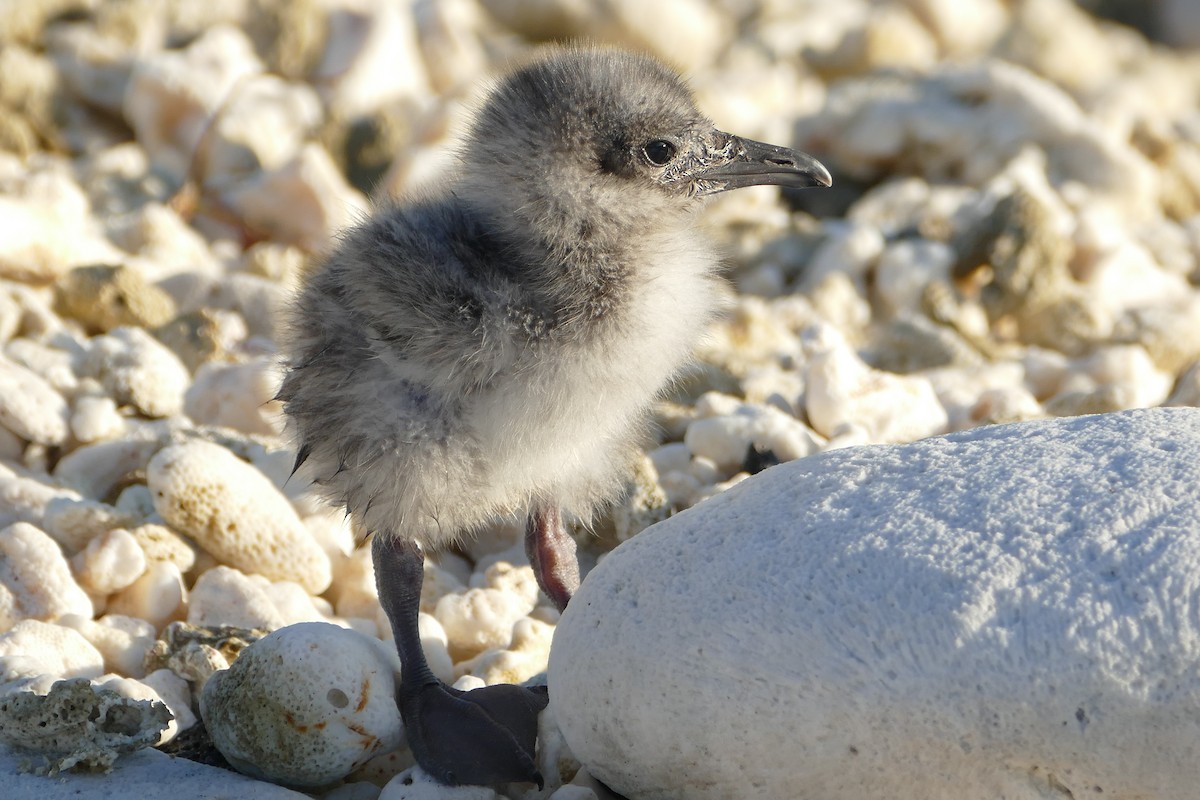 Swallow-tailed Gull - Peter Kaestner