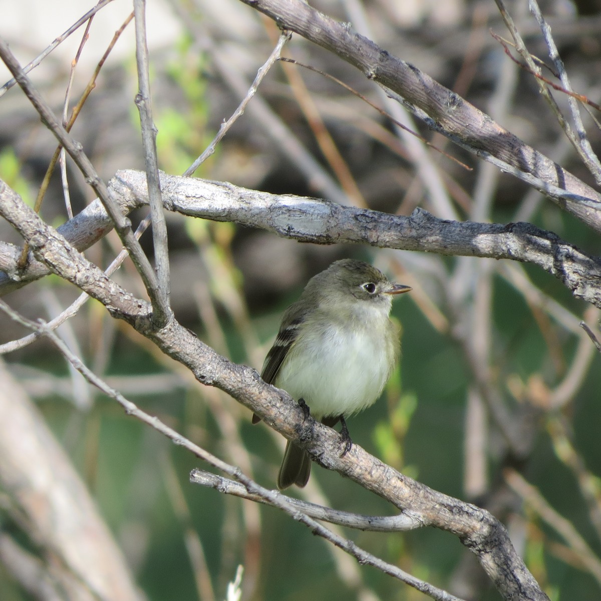 Least Flycatcher - Mark Gorges