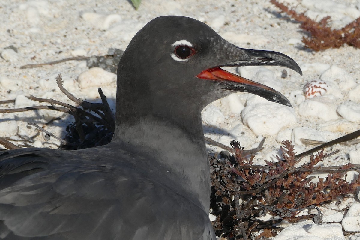 Gaviota Fuliginosa - ML57119221