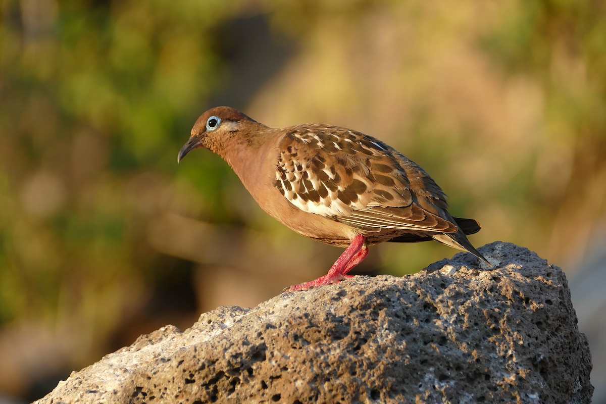 Galapagos Kumrusu - ML57119261