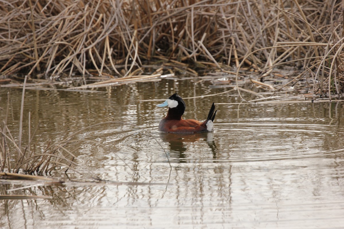 Ruddy Duck - Doug Korver