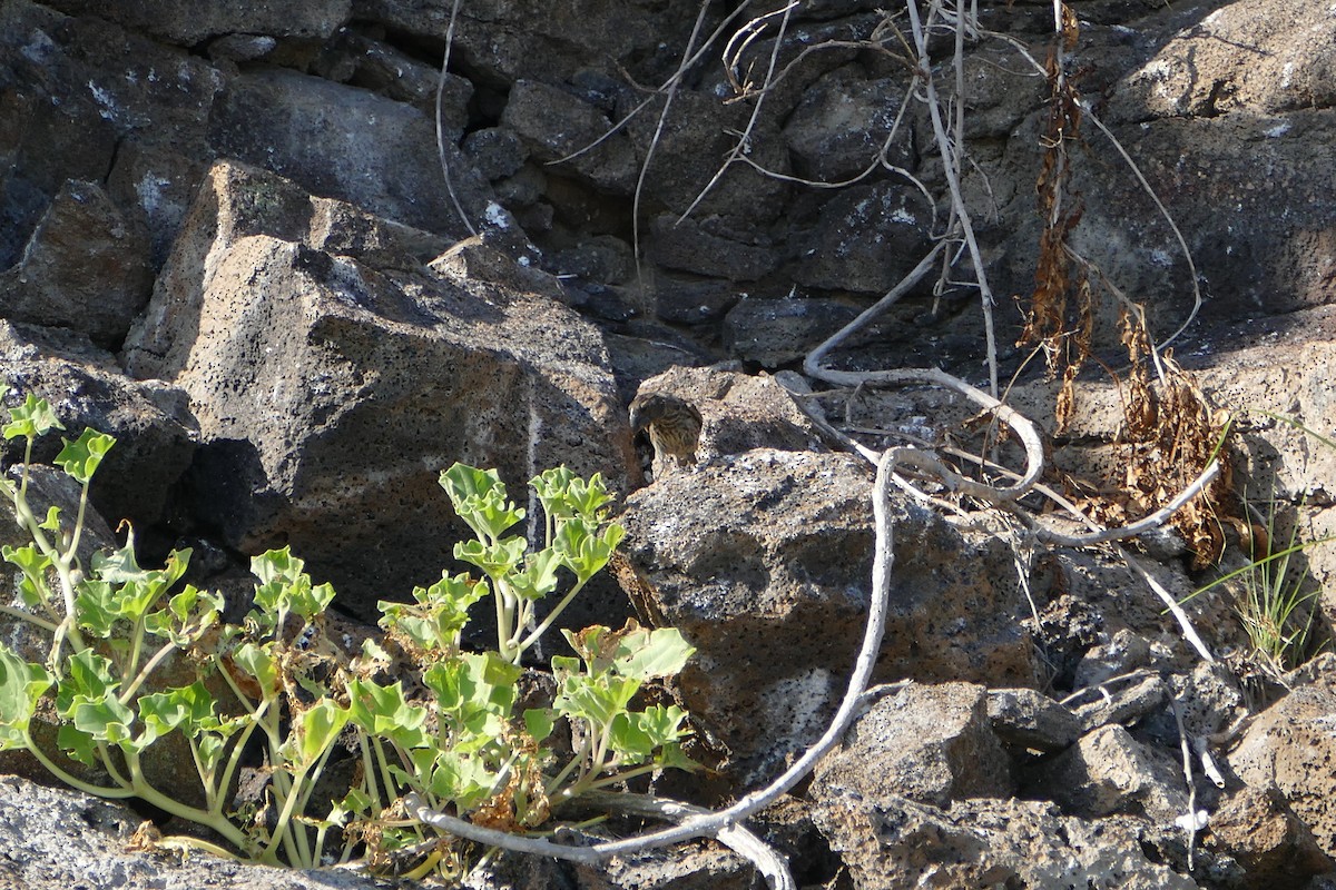 Large Ground-Finch - ML57119411