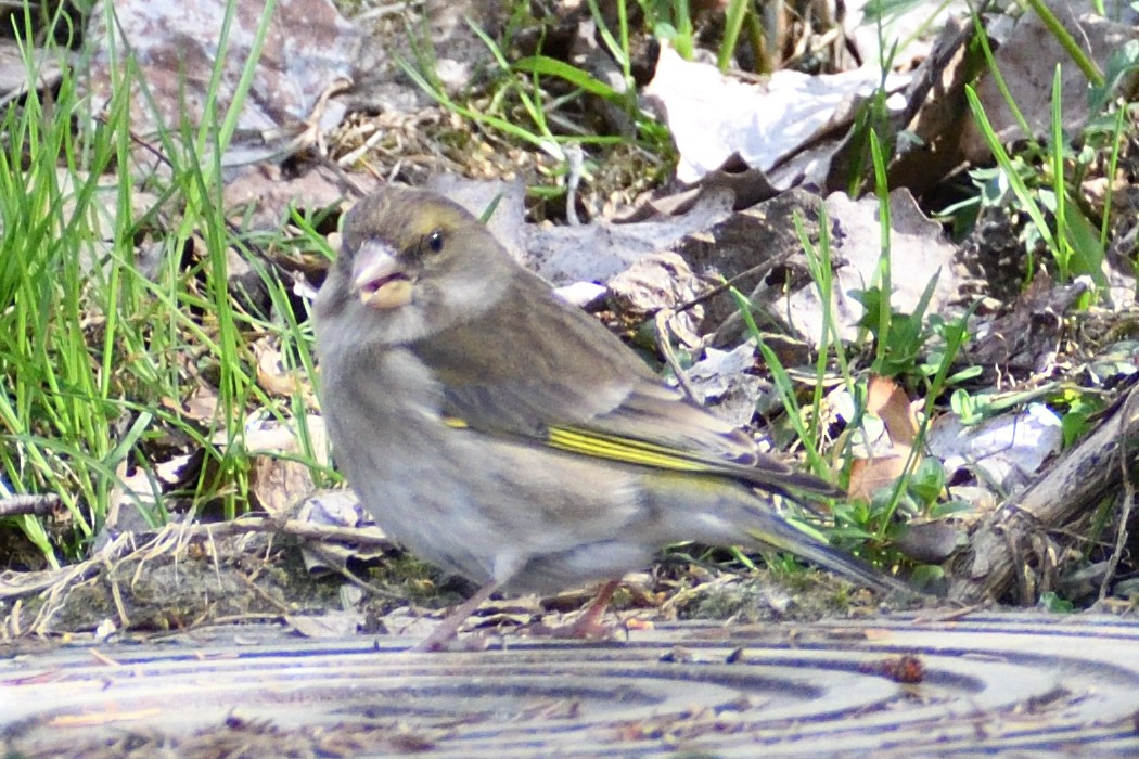 European Greenfinch - ML571194331