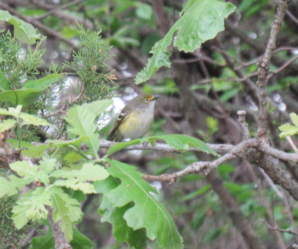 White-eyed Vireo - Joel Jorgensen