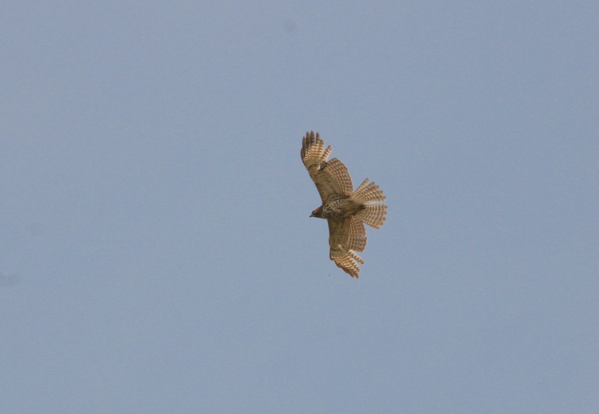 Red-shouldered Hawk - ML571195221