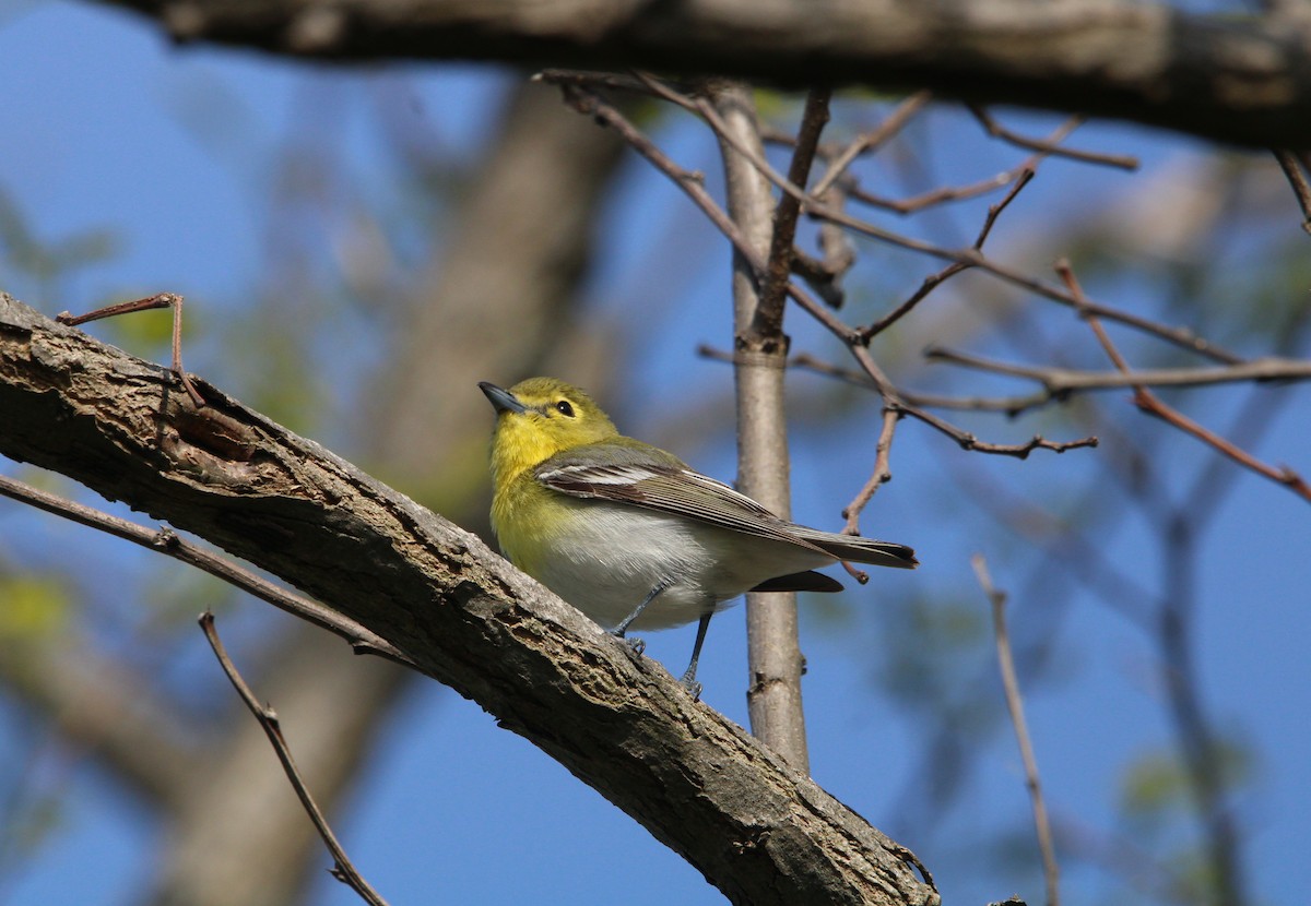 Viréo à gorge jaune - ML571195411