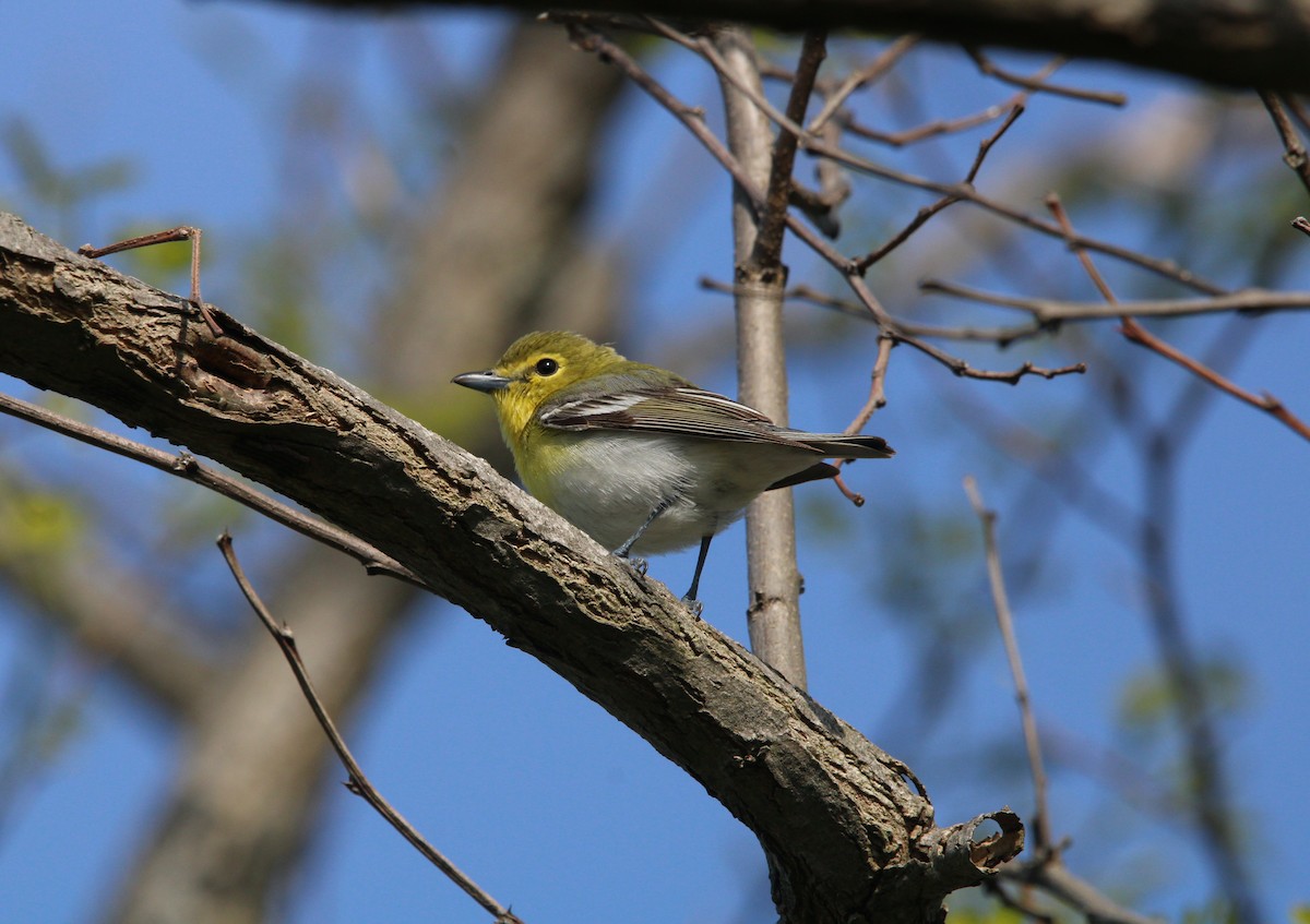 Yellow-throated Vireo - Keith Leonard