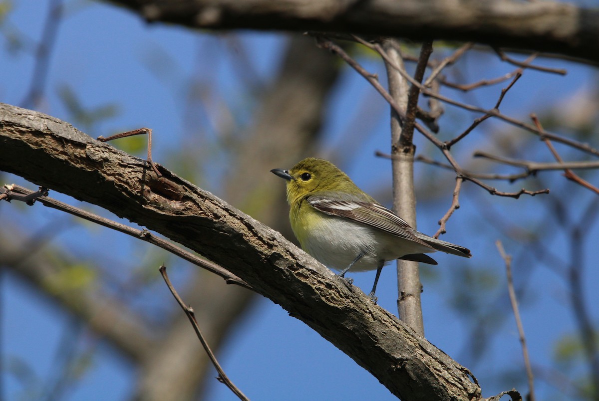 Yellow-throated Vireo - Keith Leonard