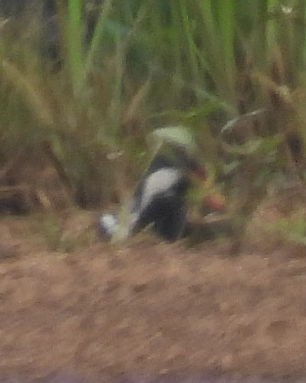 gallinule, foulque ou talève sp. - ML571195501