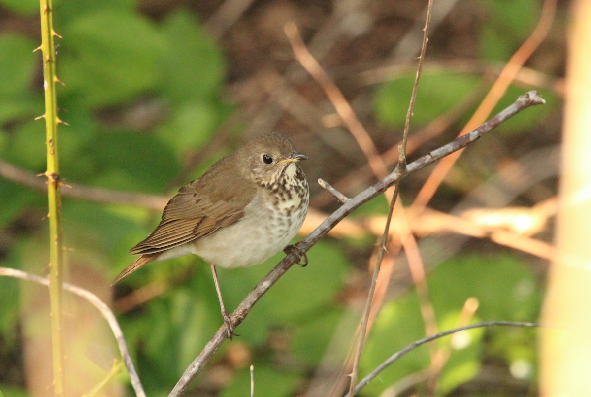 Bicknell's Thrush - Keith Leonard