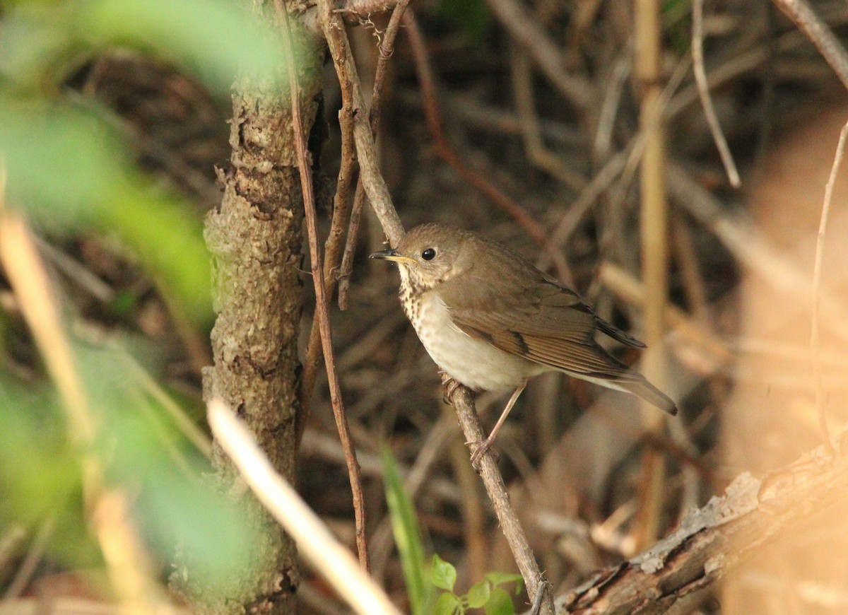 Bicknell's Thrush - Keith Leonard