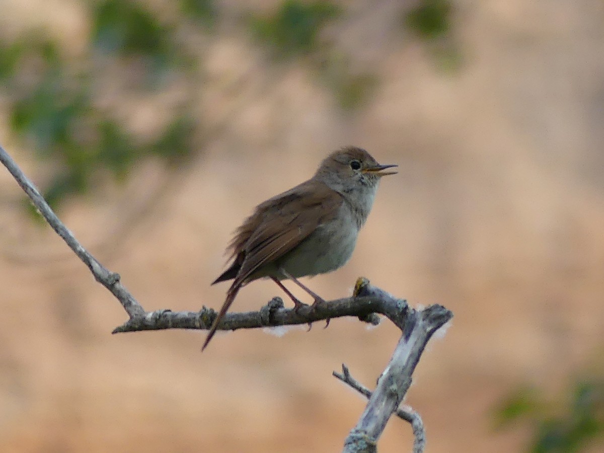 Common Nightingale - ML571196181